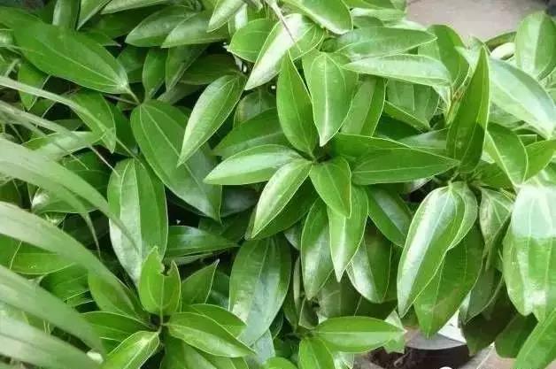 花卉焉了不要緊，這里有最全的補(bǔ)救措施