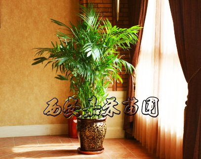 以銷帶產(chǎn)后發(fā)趕超 區(qū)域性造就&ldquo;西昌特色&rdquo;