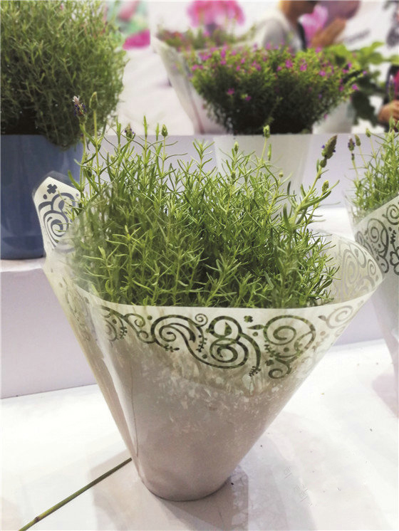 興慶區(qū)花卉產(chǎn)業(yè)助力脫貧攻堅(jiān)