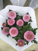 銀行綠植租擺新型盆栽花卉，花形可愛，花期長