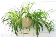 銀行綠植租賃的衛(wèi)生間里適合放些什么植物？