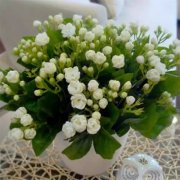 銀行租擺的花養(yǎng)在哪個(gè)方向最容易爆盆？