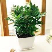 銀行租賃的竹柏的養(yǎng)殖方法和注意事項