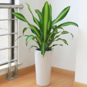 銀行辦公室租賃的綠植也門鐵葉子發(fā)黃是怎么回