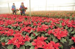 山西大寧：花卉雙創(chuàng)示范園里開出幸?；? /></div>
							<div   id=