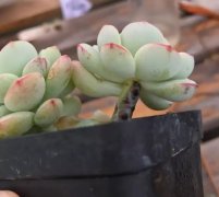 多肉葉子變透明？抓緊擼光、砍頭，否則3天死翹