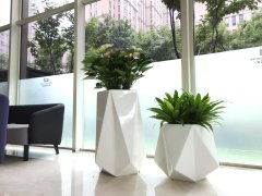 西安大型銀行室內(nèi)綠植租賃實力推薦公司