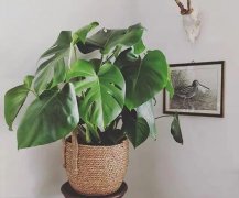 冬天養(yǎng)龜背竹，做好這幾點