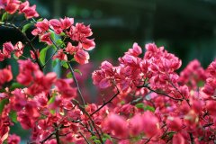 這6種花冬天一定要修剪，明年才能枝繁葉茂開花