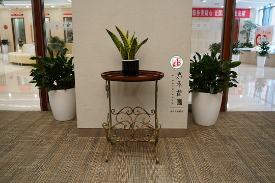 銀行綠植租賃布置|西安嘉禾苗圃