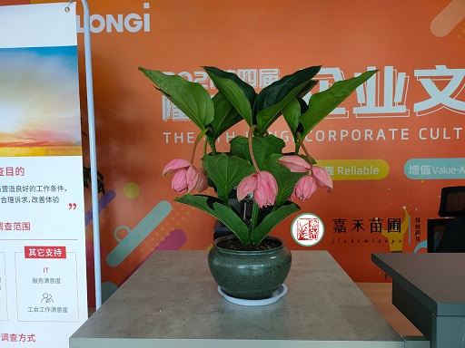 西安銀行綠植租擺: 點(diǎn)綴辦公空間的綠色之美