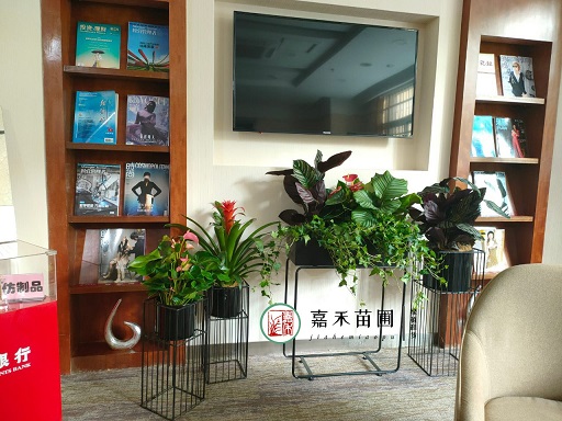 西安銀行綠植擺放設(shè)計方案|西安嘉禾苗圃