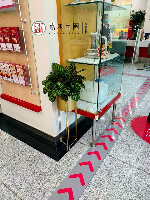 銀行綠植租賃報(bào)價(jià)廠家|西安嘉禾苗圃