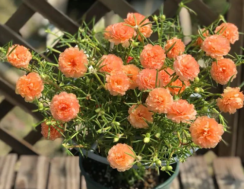 太陽花的養(yǎng)殖方法|西安嘉禾苗圃綠植租擺推薦