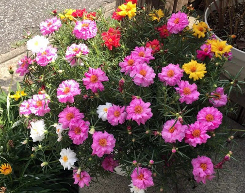 太陽花的養(yǎng)護(hù)方法和注意事項(xiàng)|西安嘉禾苗圃花卉租賃推薦