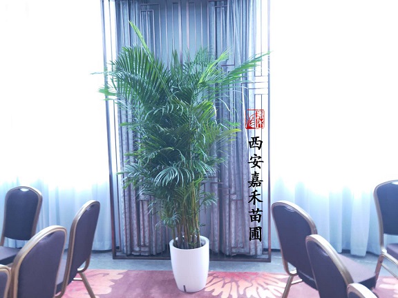 西安綠植租賃推薦公司|西安嘉禾苗圃