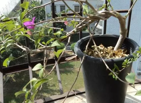 三角梅落葉成&ldquo;光桿&rdquo;，別著急扔，簡單1招就能救活！