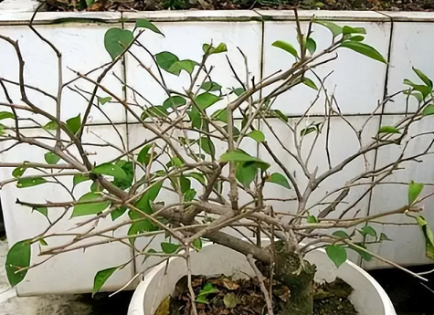 三角梅養(yǎng)護(hù)方法|西安嘉禾苗圃