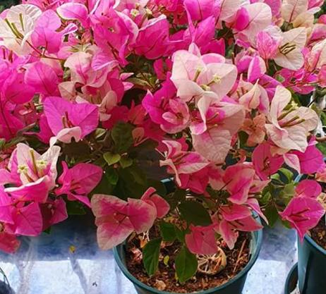 三角梅養(yǎng)護(hù)方法|西安嘉禾苗圃