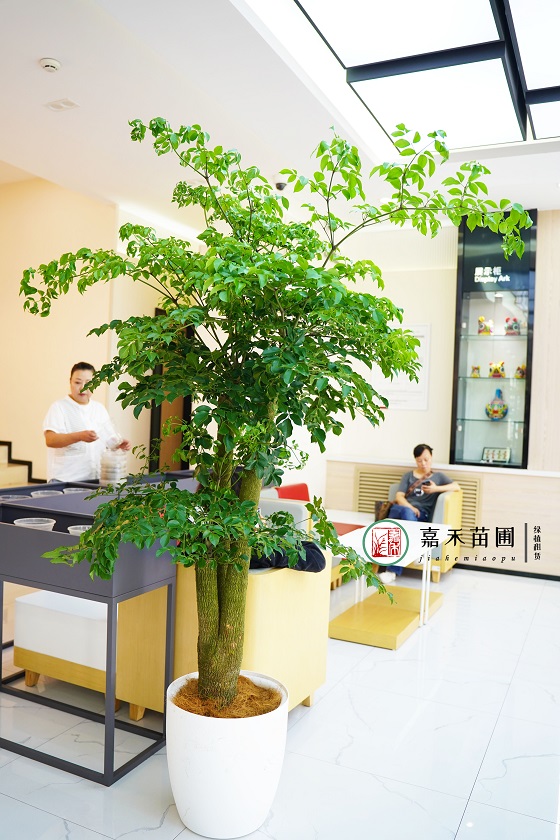 西安銀行綠植租賃電話|15202909185西安嘉禾苗圃