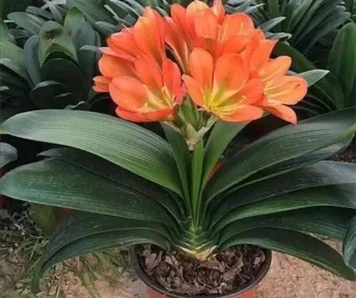 君子蘭、仙客來、長壽花、蟹爪蘭、茶花冬天養(yǎng)護(hù)小技巧！