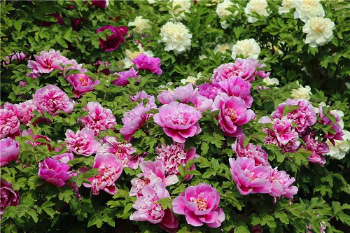 壽命最長的3種&ldquo;鎮(zhèn)宅花&rdquo;，能活上百年，招財旺運(yùn)，越養(yǎng)越值錢！