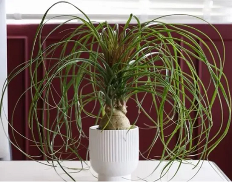 冬天室內(nèi)養(yǎng)盆&ldquo;耐旱花&rdquo;，一月不澆水也沒事，最適合懶人養(yǎng)！