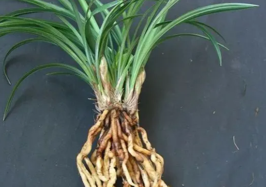 蘭花為什么會空根？家里有的，及時改正！