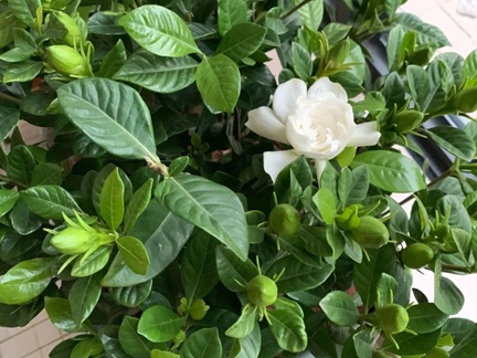 梔子花買回家后什么時(shí)候換盆好？