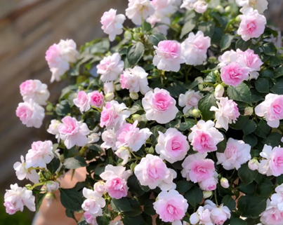 非洲重瓣鳳仙，耐陰乖巧的小仙女！