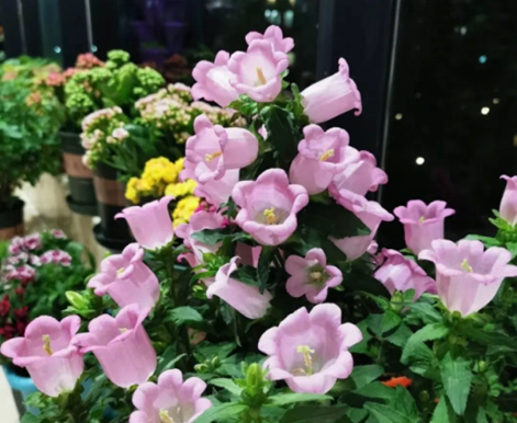 從爆花到度夏，解鎖&ldquo;丹麥風(fēng)鈴草&rdquo;的秘密