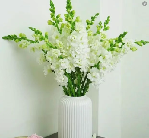 家里的喜慶花&mdash;&mdash;金魚草怎么養(yǎng)護(hù)