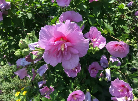 剛買的木槿盆栽怎么養(yǎng)，如何保證更大的開花量？