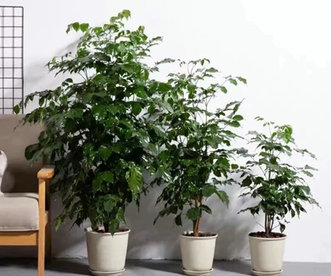 幸福樹夏天愛黃葉、掉葉？記住3點(diǎn)，葉子濃綠不發(fā)黃