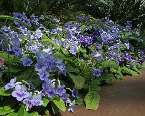 室內(nèi)燈光下就能常年開花的堇蘭怎么養(yǎng)護(hù)