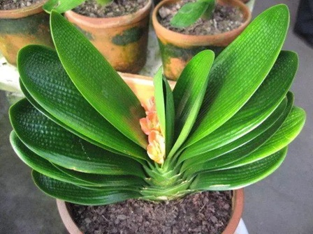 君子蘭的花箭出不來，原來是這3點(diǎn)在&ldquo;搞鬼&rdquo;！