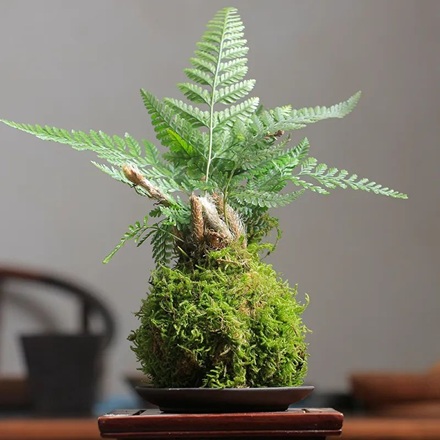 好養(yǎng)的狼尾蕨，關(guān)注這幾點(diǎn)造型飄逸別致太好看