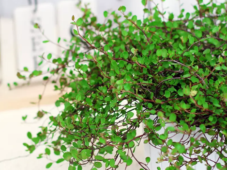 種植千葉吊蘭，5個養(yǎng)護(hù)小技巧，想不爆盆都難