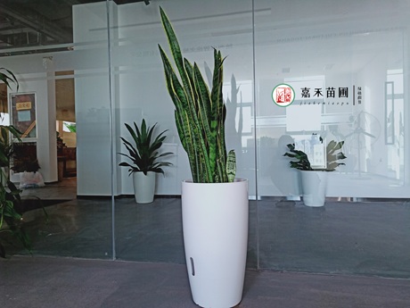 虎尾蘭一直不長個子，解決5個養(yǎng)護(hù)難題，可促進(jìn)側(cè)芽萌發(fā)