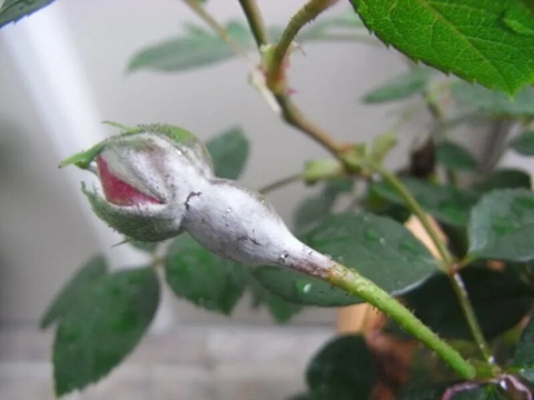 冬季盆栽搬室內(nèi)注意防治白粉病，要注意學(xué)會正確處理